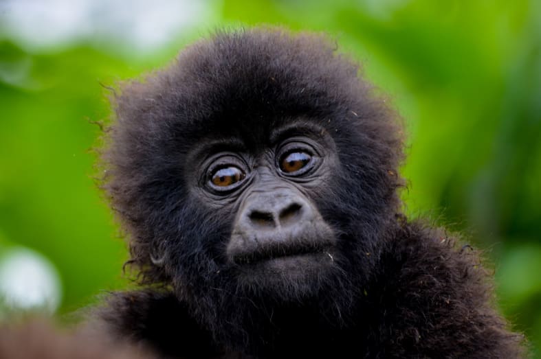 Mountain gorilla baby - Rwanda and Tanzania in Ultimate Luxury