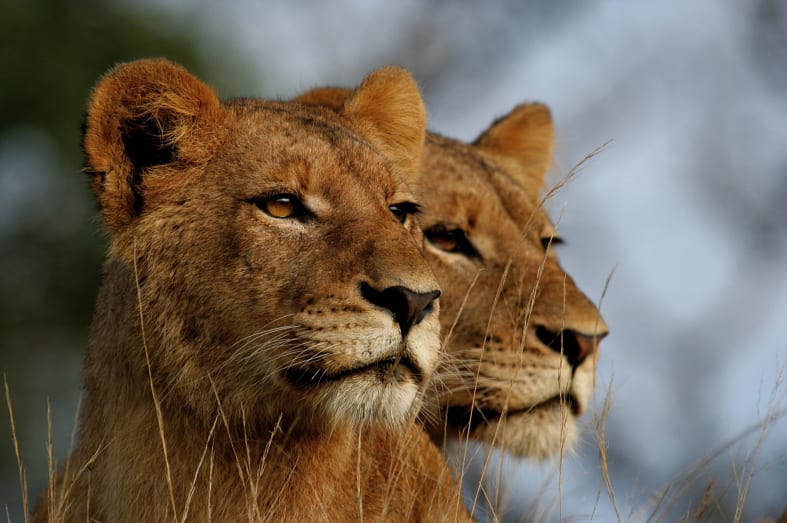 Lions in Kruger 