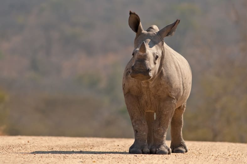 Rhino in Kruger 