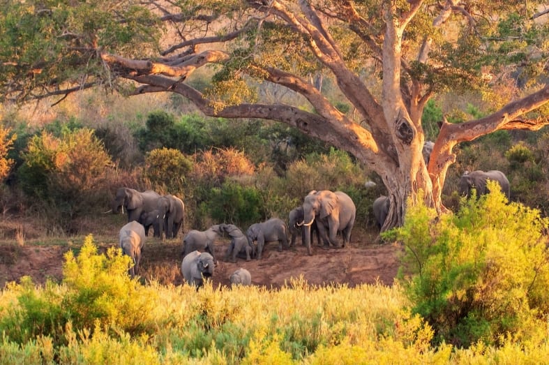 Elephants in Kruger 