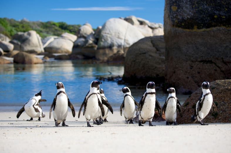 Cape Town penguins 