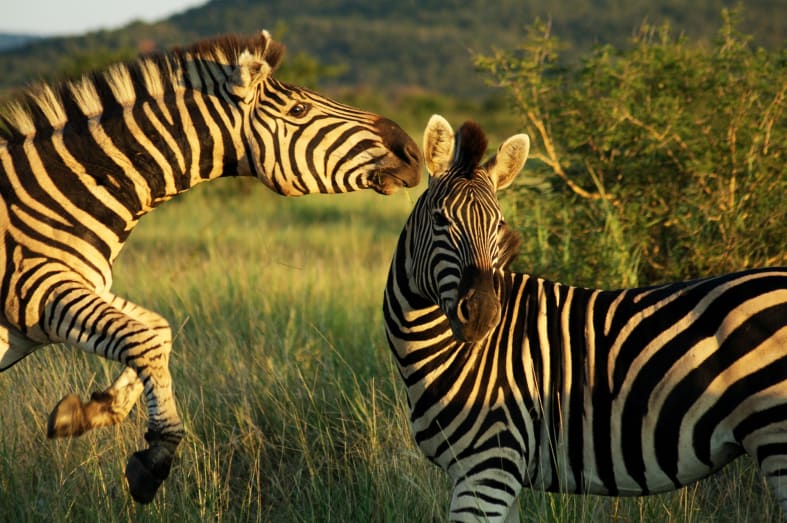 Zebra on safari 