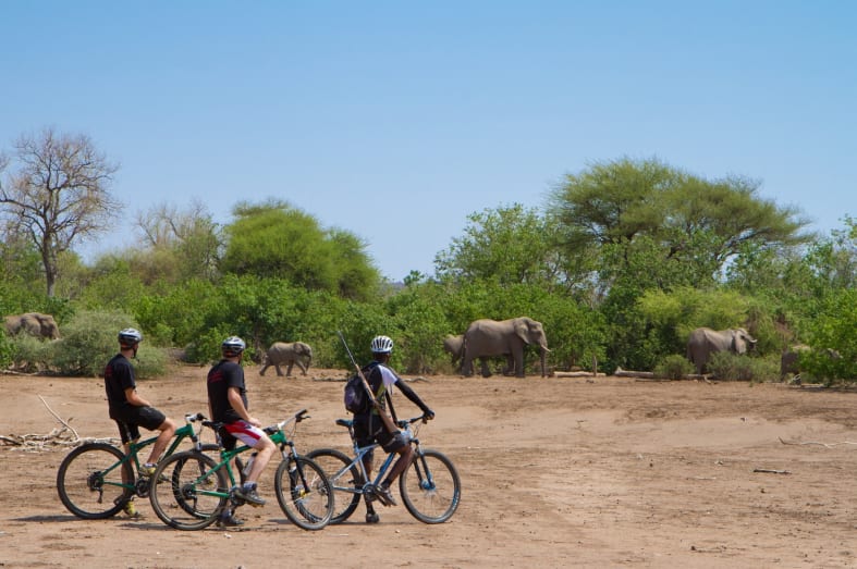 Cycling safari in Mashatu 