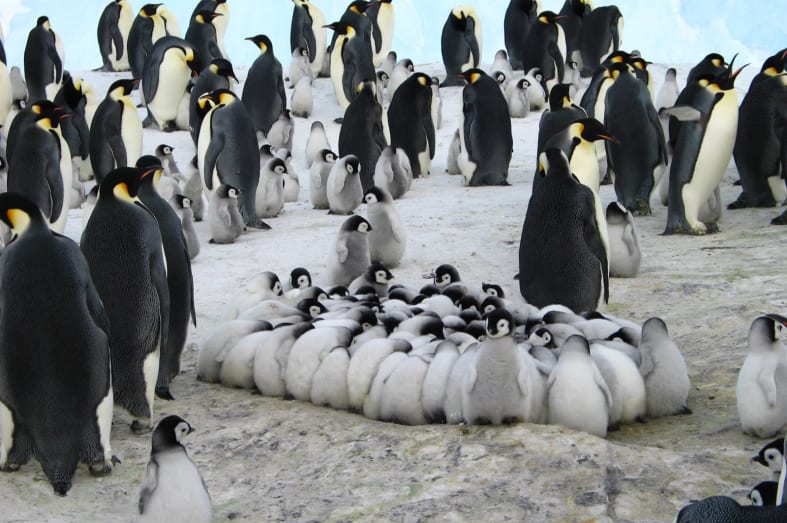 Baby Penguins - Antarctic