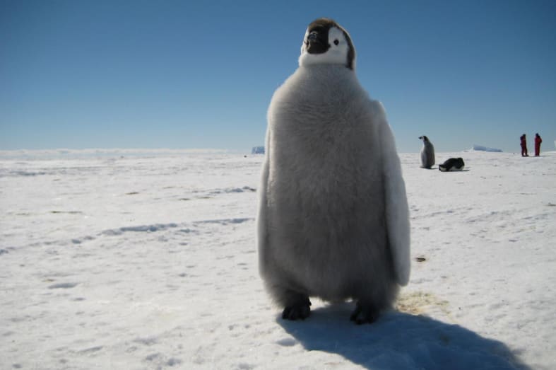Baby Penguin - Antarctic