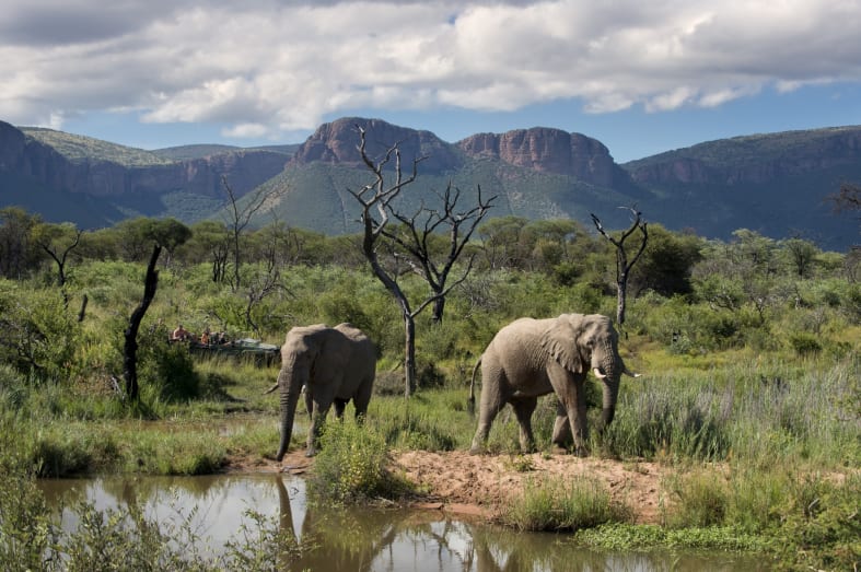 Elephants on safari 