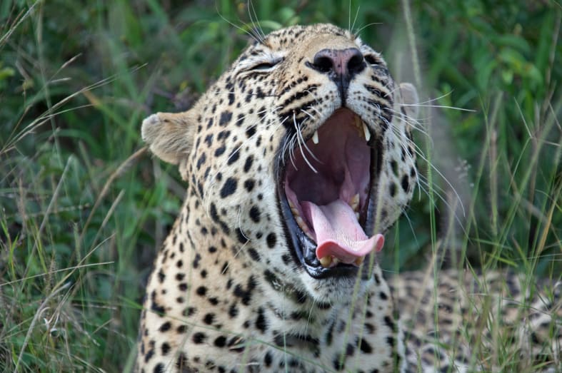 Leopard sighting - South Africa Uncovered 