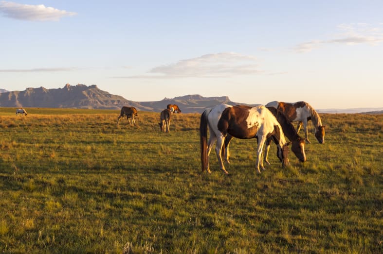 Horses in Drakensberg - South Africa Uncovered 