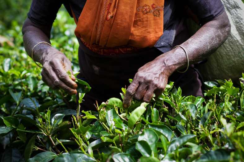 Tea Picking in Sri Lanka