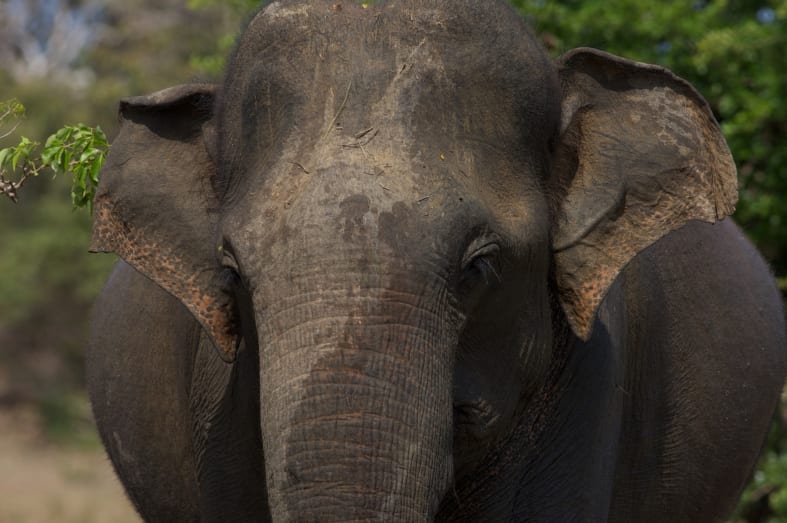 Wild Elephant in Wilpattu National Park 