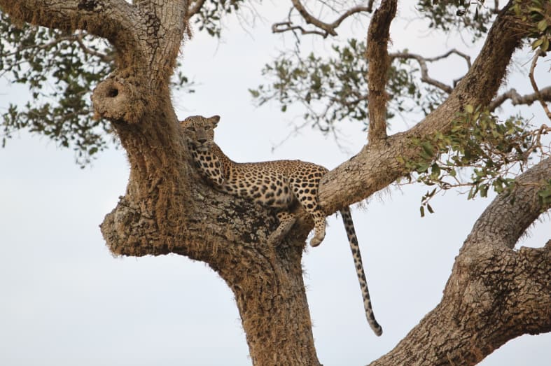 Leopard - Lazy Days and Leopards on Sri Lanka's South Coast