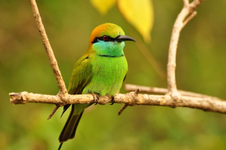 Birdlife in Yala National Park 
