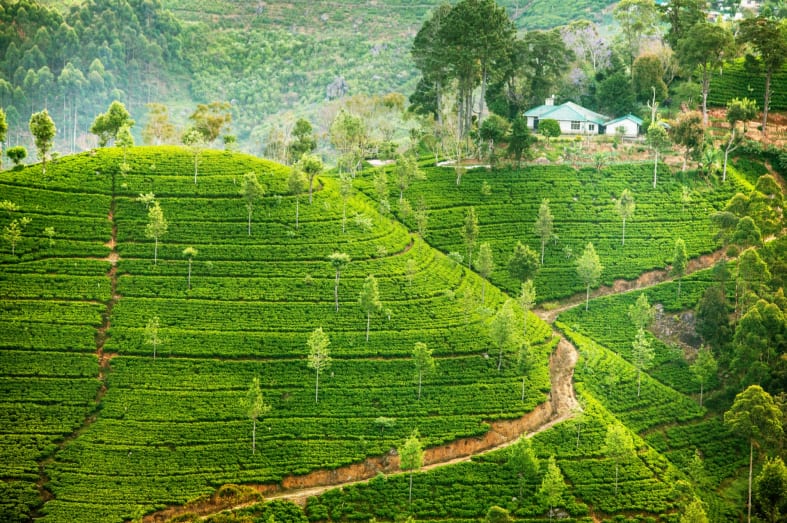 Tea plantations  