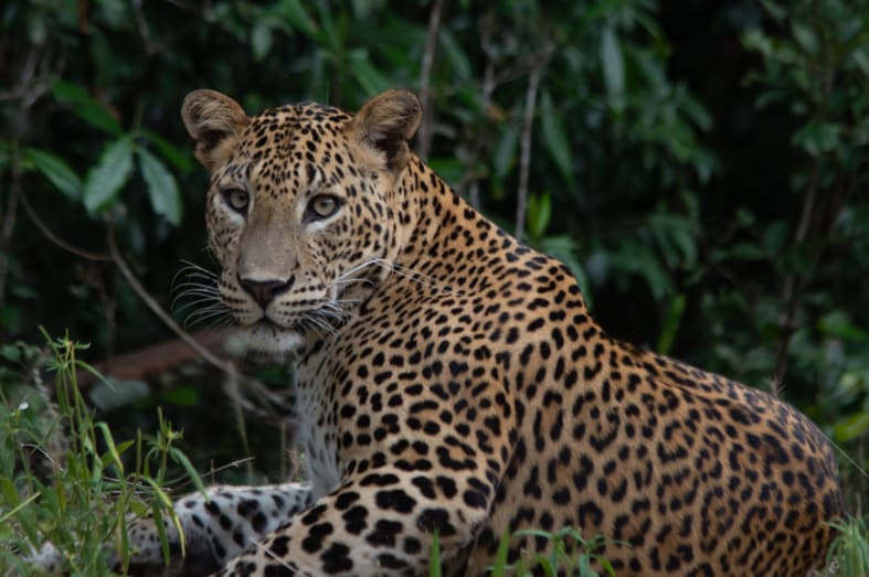 Leopard - Sri Lanka  