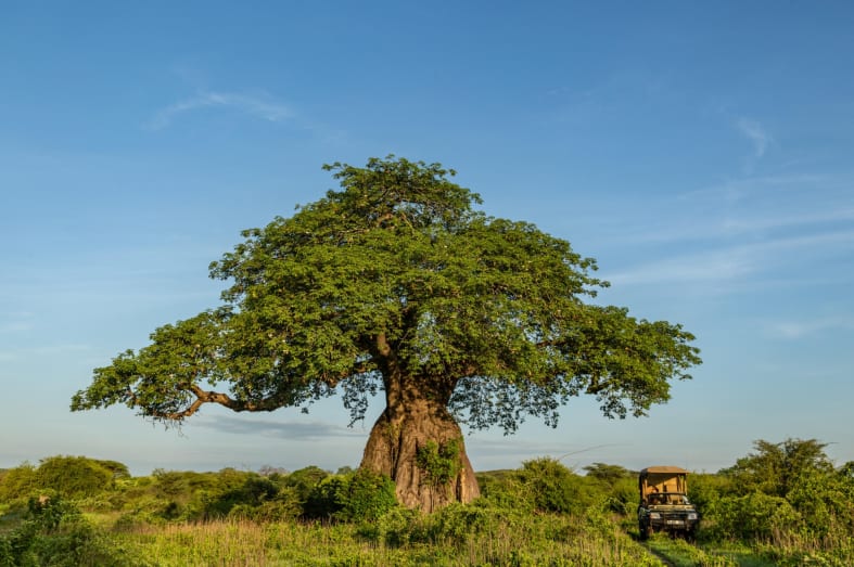 Baobabs in Ruaha 