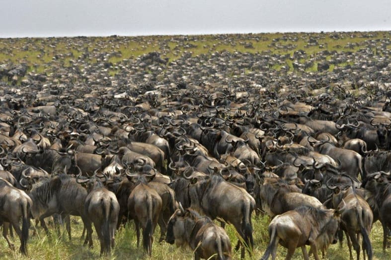 The Great Migration - Highlights of Northern Tanzania
