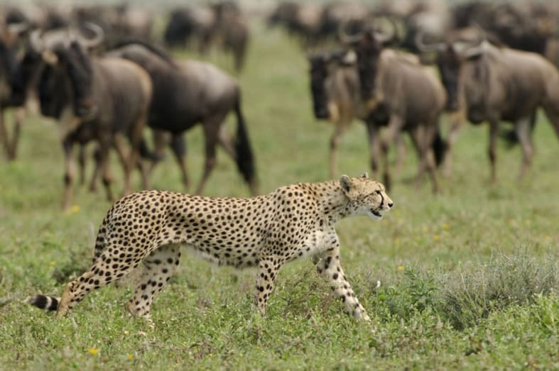 Incredible game in the Serengeti - Highlights of Northern Tanzania