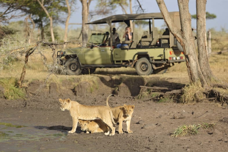 Ubuntu lions on safari 