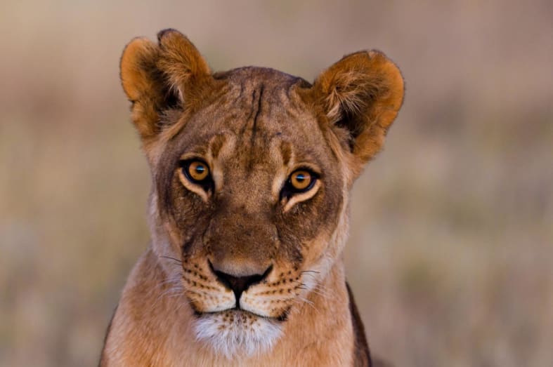 Lioness Serengeti- Northern Tanzania Uncovered 