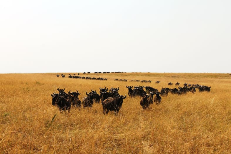 Wildebeest Serengeti- Northern Tanzania Uncovered 