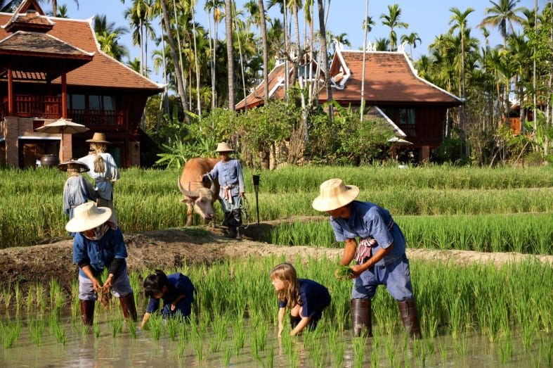 Rice Planting, Chiang Mai - Ultimate Family Holiday to Thailand