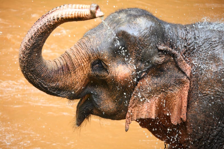 Chiang Rai Elephants - Thailand in Ultimate Luxury