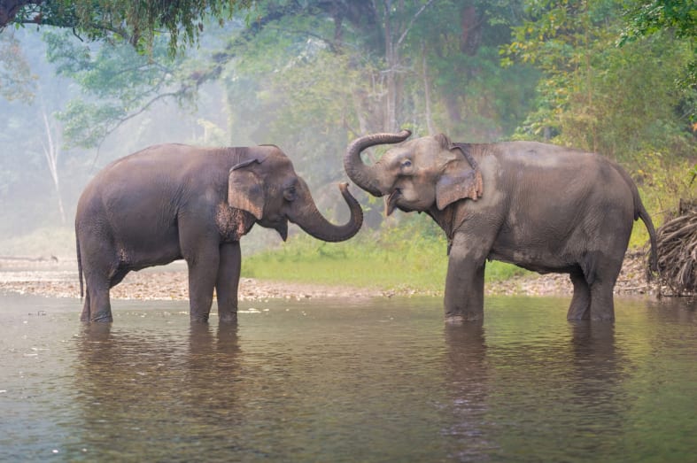 Elephants in Chiang Rai - Highlights of Thailand