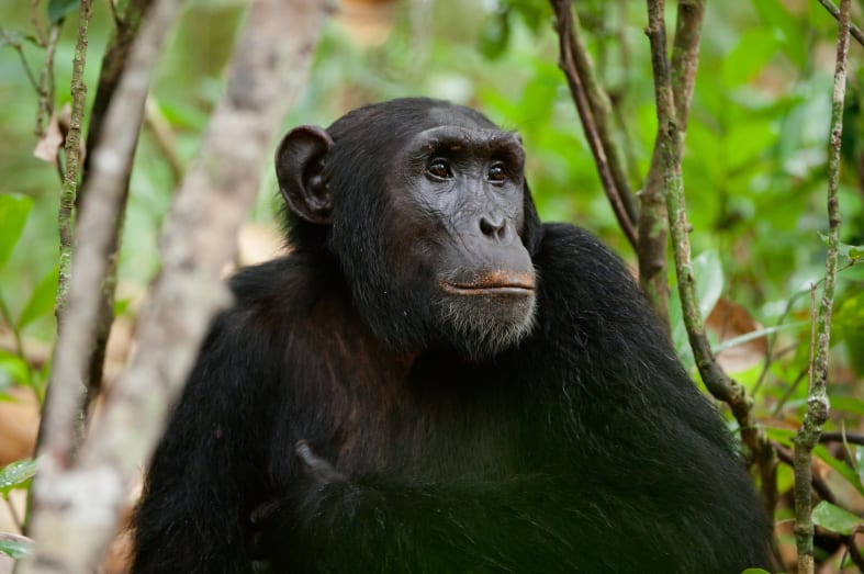 Chimpanzee  - The Wonders of Western Uganda