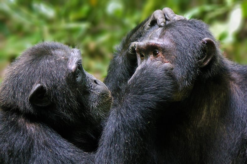 Grooming chimpanzee  - The Wonders of Western Uganda