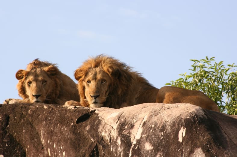 Lions - Ultimate Uganda
