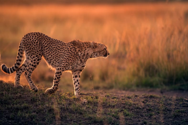 Cheetah in Mara - 