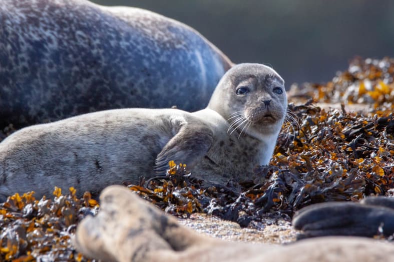 A seal on the Isle of Mull 