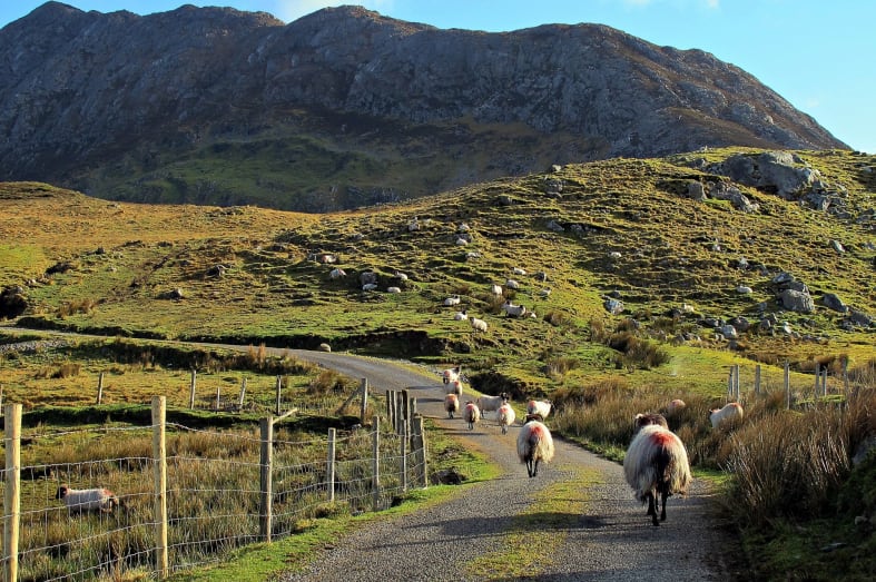 Sheep in Connemara, West Ireland
