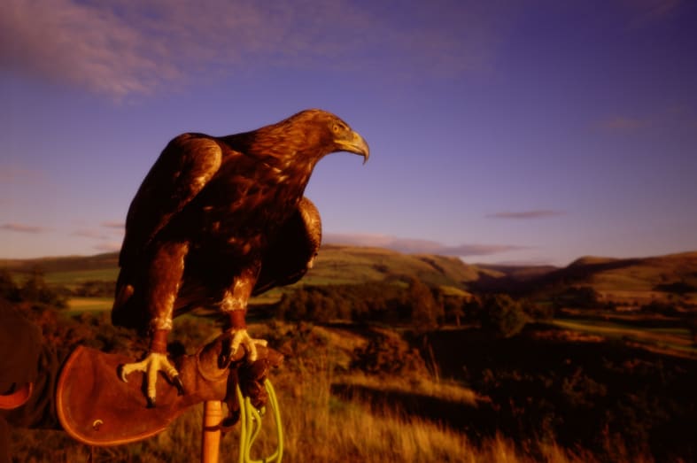 Falconry- Scotland in Ultimate Luxury