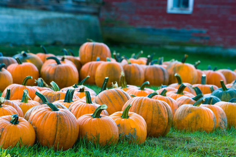 Pumpkins - Gourmet New England