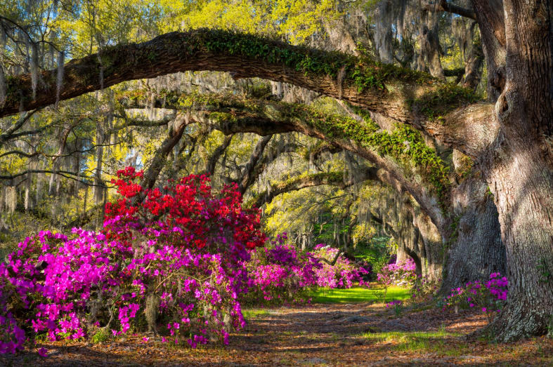 Magnolia Plantation - Classic Georgia and South Carolina