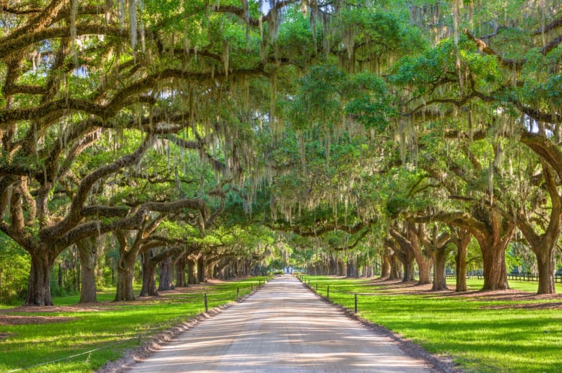 USA tree lined plantation entrance 