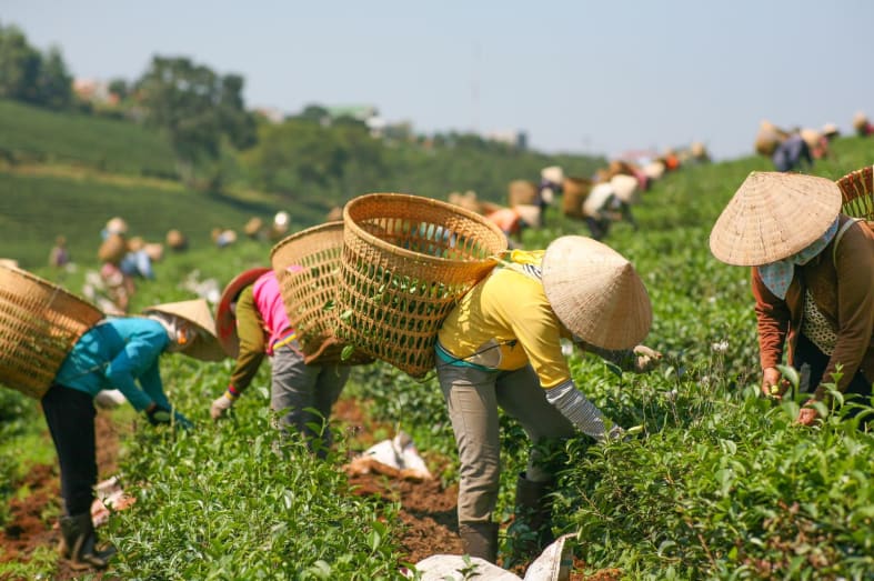 Locals farming - Explore Vietnam