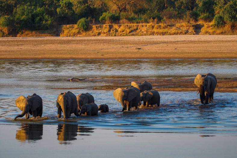 Elephants crossing the Luangwa River - Classic Zambia and Malawi