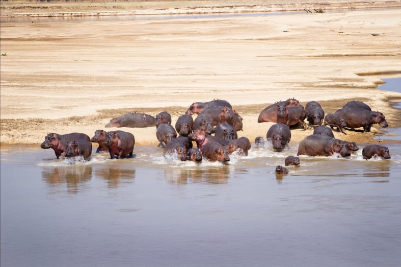 Hippos returning to Luangwa River - Classic Zambia and Malawi