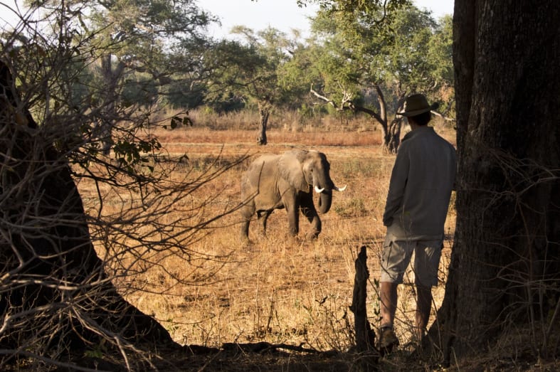 Elephant and guide - Best of Zambia