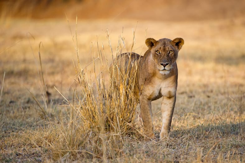 Lion - Best of Zambia