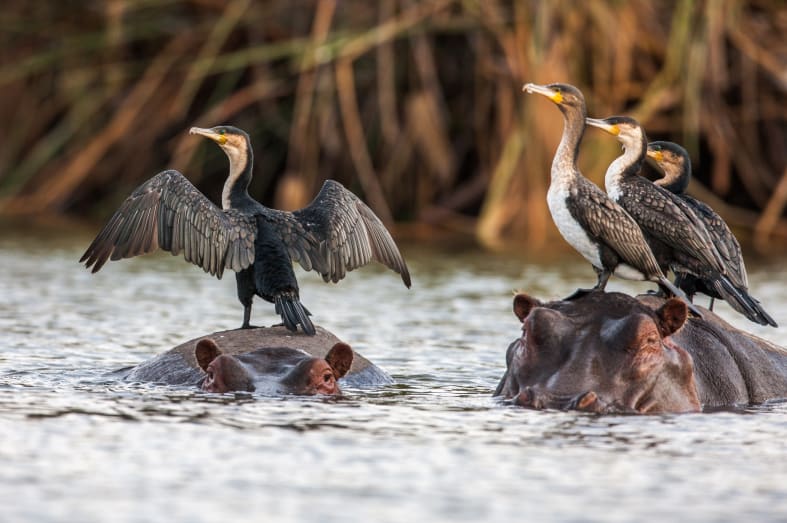 African darters on backs of hippo - Best of Zambia