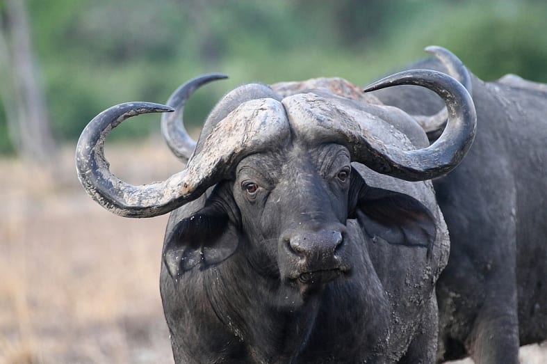 Buffalo - Best of Zambia