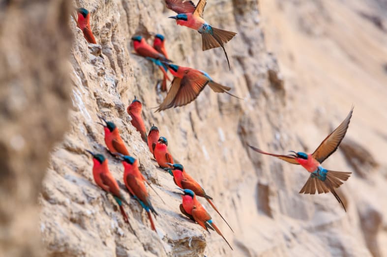 Southern Carmine Bee-eaters - Best of Zambia