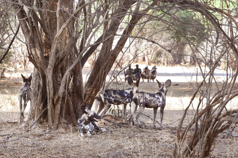 Wild dog and walking safari - Best of Zambia