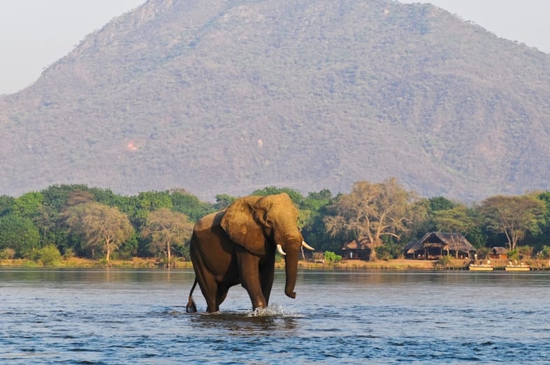 Elephant crossing river - Best of Zambia