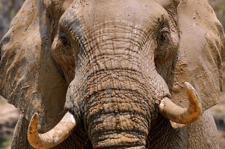 Elephant - Exploring Southern Luangwa