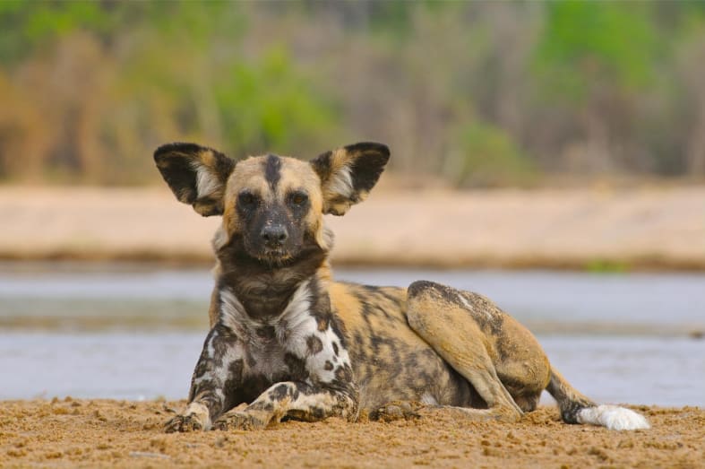 Wild dog - Exploring Southern Luangwa