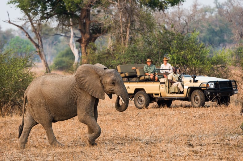 Game drive with elephant - Walk Zambia